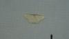 Idaea elongaria